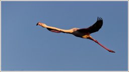 Flamand rose